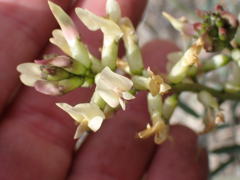Astragalus sclerocarpus, photographed by Shane Johnson