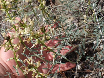 Astragalus sclerocarpus, photographed by Shane Johnson