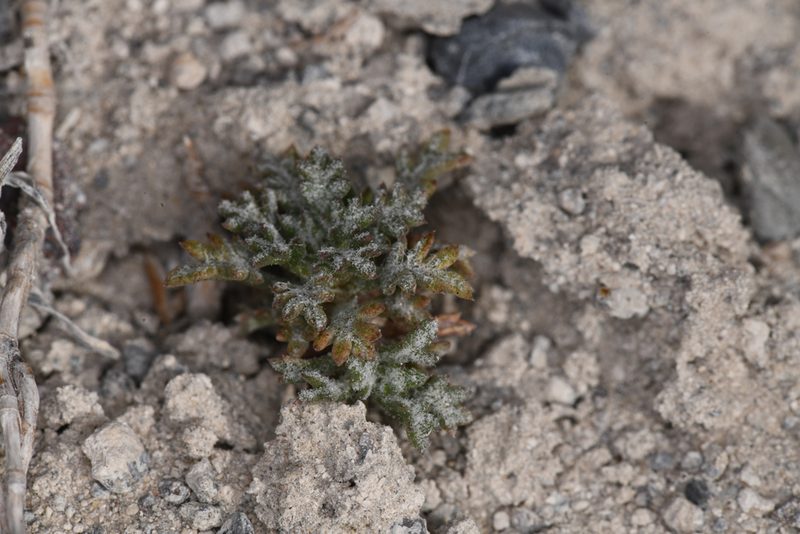 Ipomopsis congesta, photographed by Trevor Van Loon