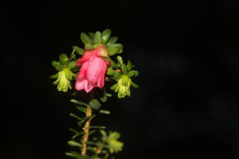 Darwinia squarrosa, photographed by Hugo Innes