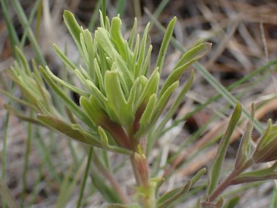 Castilleja thompsonii, photographed by Shane Johnson