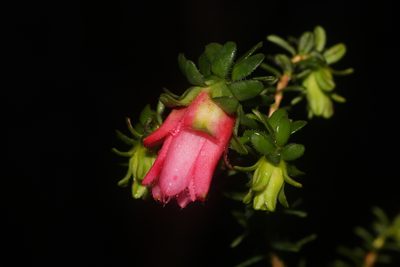 Darwinia squarrosa, photographed by Hugo Innes