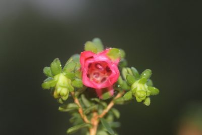 Darwinia squarrosa, photographed by Hugo Innes