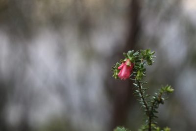 Darwinia squarrosa, photographed by Hugo Innes