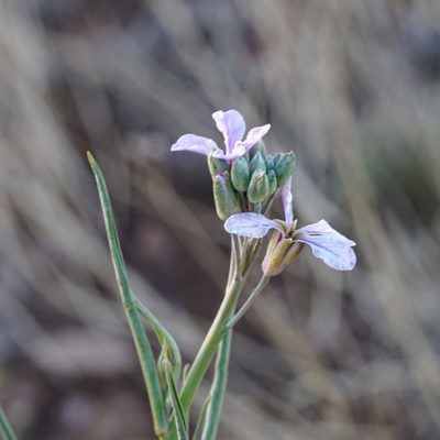 Hesperidanthus linearifolius