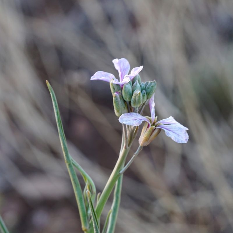 Hesperidanthus linearifolius, photographed by Andrew Tree