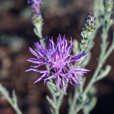 Centaurea stoebe, photographed by Andrew Tree
