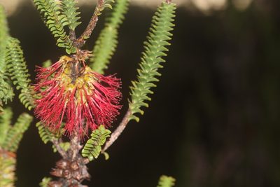 Melaleuca transversa, photographed by Hugo Innes