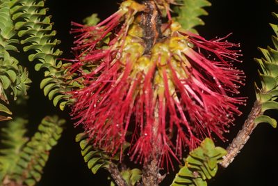Melaleuca transversa, photographed by Hugo Innes