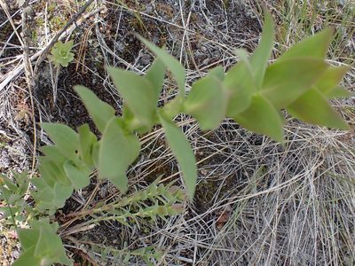 Linaria dalmatica, photographed by Shane Johnson