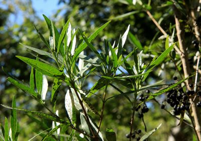 Pavetta lanceolata, photographed by Wynand Uys