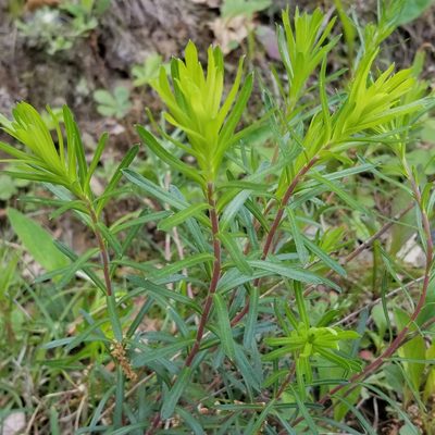 Ionactis linariifolia, photographed by Nash Turley