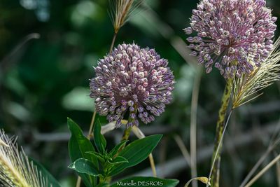 Allium ampeloprasum, photographed by Murielle Desrois
