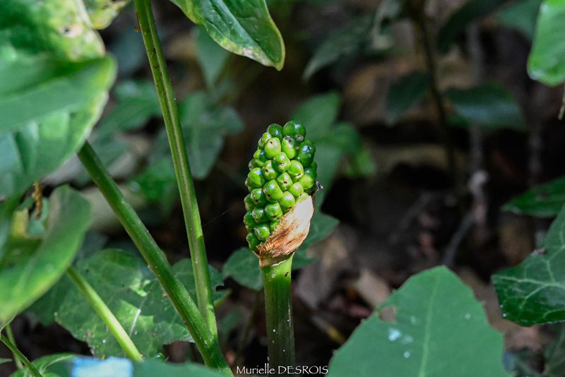 Arum italicum, photographed by Murielle Desrois