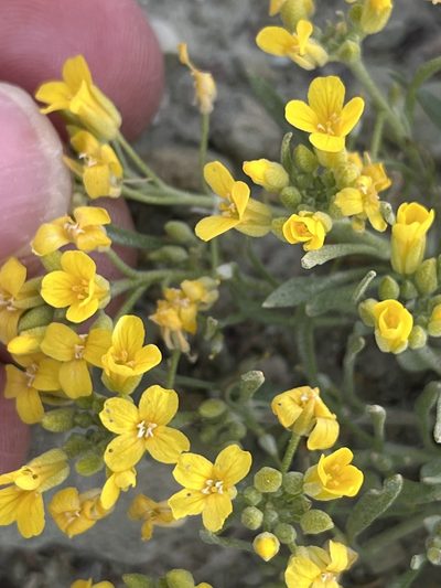 Physaria spatulata, photographed by stenarmer52