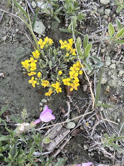 Physaria spatulata, photographed by stenarmer52