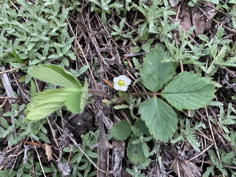 Fragaria cascadensis, photographed by Kate Manning
