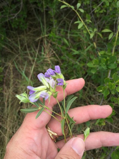 Pediomelum reverchonii, photographed by Sam Kieschnick