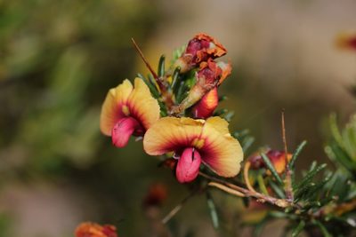 Dillwynia laxiflora, photographed by Hugo Innes