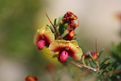 Dillwynia laxiflora, photographed by Hugo Innes