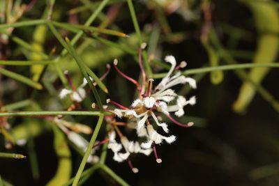Hakea trifurcata, photographed by Hugo Innes
