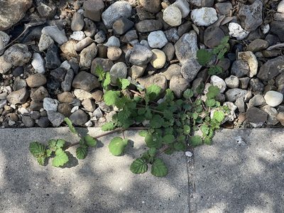 Boerhavia coccinea, photographed by CK2AZ