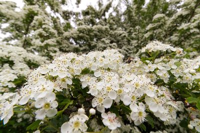 Crataegus monogyna, photographed by David Sandler