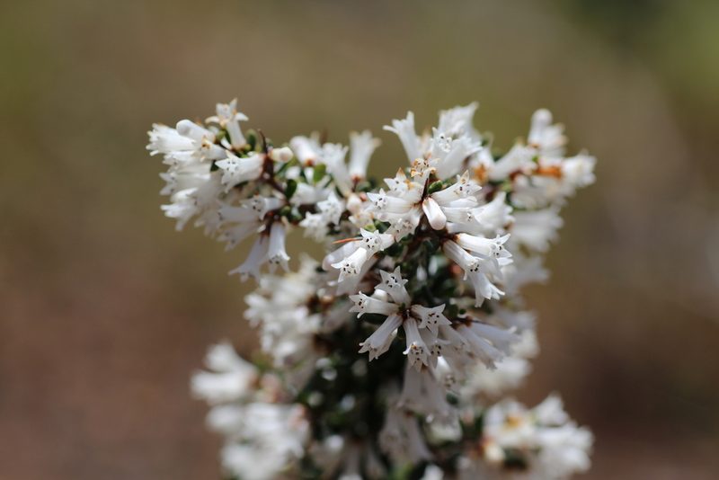 Cryptandra arbutiflora, photographed by Hugo Innes