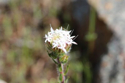 Pimelea imbricata, photographed by Hugo Innes