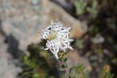 Pimelea imbricata, photographed by Hugo Innes