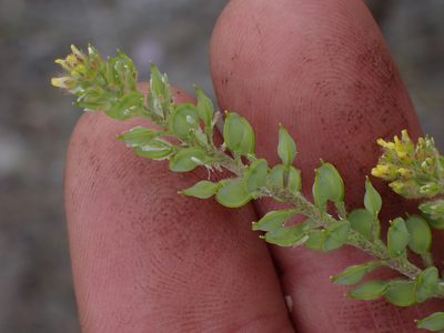 Alyssum turkestanicum, photographed by Shane Johnson
