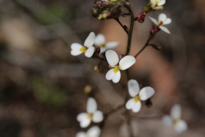 Stylidium piliferum, photographed by Hugo Innes