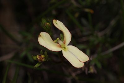 Stylidium schoenoides, photographed by Hugo Innes