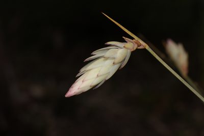 Johnsonia lupulina, photographed by Hugo Innes