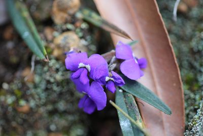 Hovea trisperma, photographed by Hugo Innes