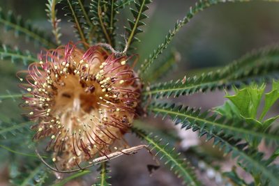 Banksia dallanneyi, photographed by Hugo Innes