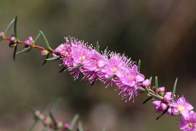 Hypocalymma robustum, photographed by Hugo Innes