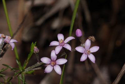 Philotheca spicata, photographed by Hugo Innes