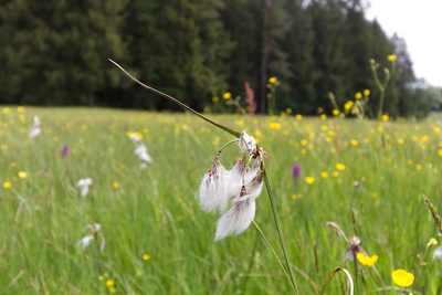 Eriophorum angustifolium, photographed by David Sandler