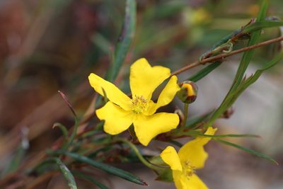 Hibbertia cunninghamii, photographed by Hugo Innes