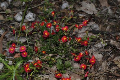 Chorizema rhombeum, photographed by Hugo Innes