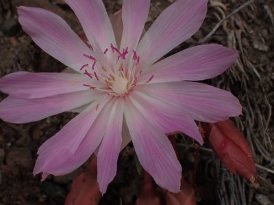 Lewisia rediviva, photographed by Shane Johnson