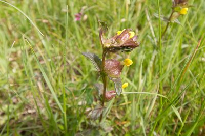 Rhinanthus minor, photographed by David Sandler