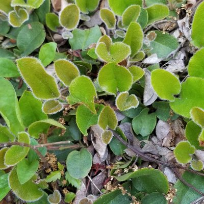 Epigaea repens, photographed by Nash Turley