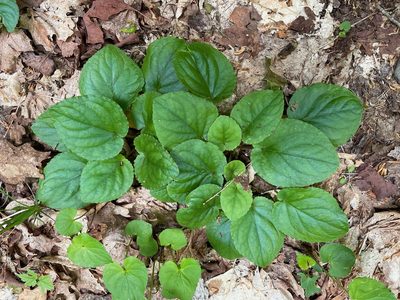 Viola rotundifolia, photographed by Tom Scavo