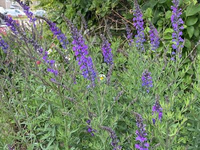 Linaria purpurea, photographed by David Lazarus