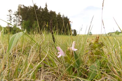 Pedicularis sylvatica, photographed by David Sandler