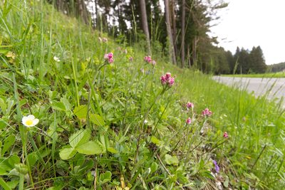 Antennaria dioica, photographed by David Sandler