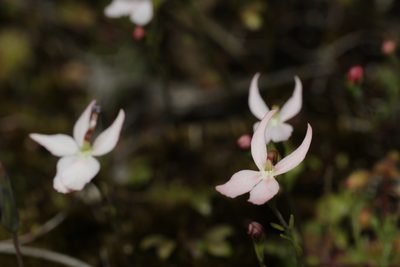 Stylidium petiolare, photographed by Hugo Innes