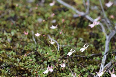 Stylidium petiolare, photographed by Hugo Innes